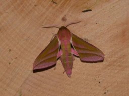 SPHINGIDAE_MACROGLOSSINAE___Deilephila_elpenor___2016_07_22-582-800-600-80