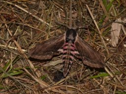 SPHINGIDAE_SPHINGINAE___Agrius_ligustri___2016_07_12__2_-584-800-600-80