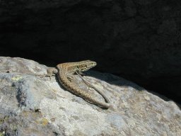 DSCN0005-183-800-600-80