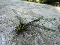 Libellule-74-800-600-80