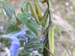 Manthe_religieuse-75-800-600-80