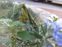 Manthe_religieuse1-76-800-600-80