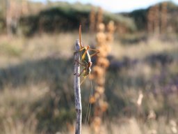 sauterelle-77-800-600-80