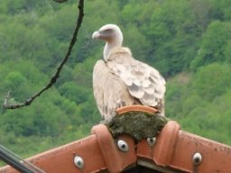 vautour_en_vacances-71-800-600-80