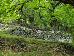 Ch__taigneraie_du_Villaret-113-800-600-80