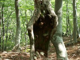 Entre_Rouyon_et_Laviolle2-117-800-600-80