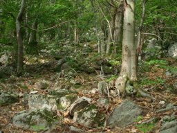 Sous_bois__h__tres_-139-800-600-80