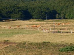 estive_sur_le_plateau-119-800-600-80