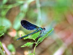 CSC_0274-151-800-600-80