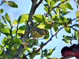 CSC_0387-152-800-600-80