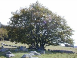 DSCN0004-187-800-600-80