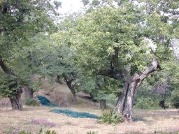 DSCN1006-194-800-600-80