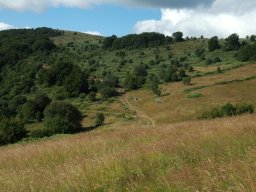 DSC_0028-196-800-600-80