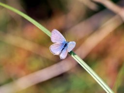 DSC_0070-153-800-600-80