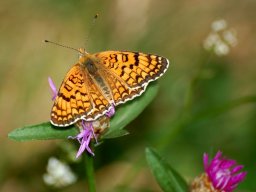 DSC_0113-155-800-600-80