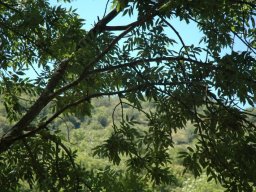 DSC_0130-198-800-600-80