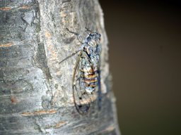 DSC_0133-156-800-600-80