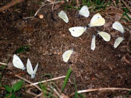 DSC_0134-157-800-600-80