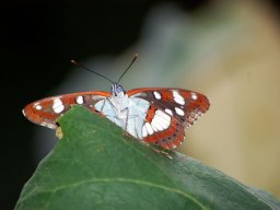 DSC_0140-159-800-600-80