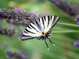 DSC_0155-160-800-600-80