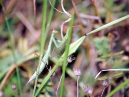 DSC_0168-161-800-600-80