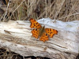 DSC_0303-169-800-600-80