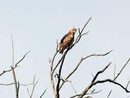 DSC_0311-170-800-600-80