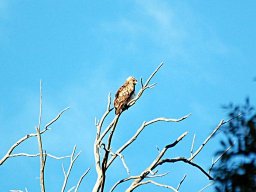 DSC_0312-171-800-600-80